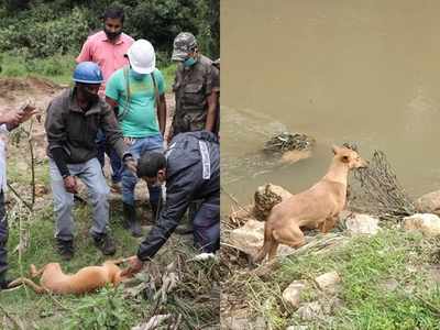 കുവിക്ക് ഇനി ധനുവില്ല... രക്ഷാപ്രവർത്തകർക്ക് കളിക്കൂട്ടുകാരിയുടെ ചേതനയറ്റ ശരീരം കാട്ടിക്കൊടുത്ത് വളർത്തു നായ!