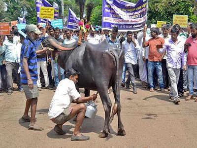 दूध उत्पादक किसानों का अनोखा प्रदर्शन, गांय-भैंस लेकर करेंगे आंदोलन
