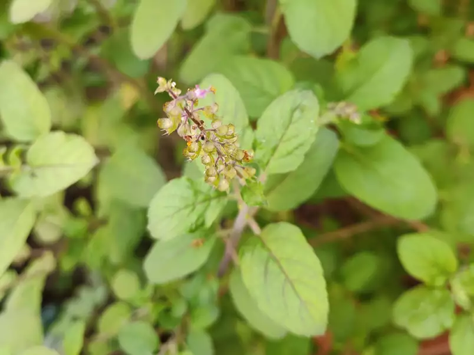 ​ಈ ರೀತಿ ತುಳಸಿ ಎಲೆಯನ್ನು ಕೀಳದಿರಿ