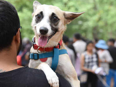 मुंबईः तलाक के बाद दंपती ने कुत्ते की कस्टडी को लेकर ऐसे बांटा हक
