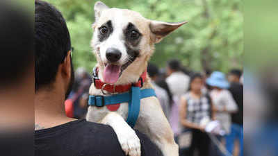 मुंबईः तलाक के बाद दंपती ने कुत्ते की कस्टडी को लेकर ऐसे बांटा हक