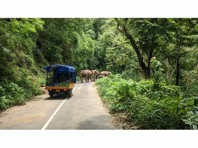 നെല്ലിയാമ്പതി-നെന്മാറ റോഡില്‍ വഴിമുടക്കിയായി കാട്ടാനക്കൂട്ടം!