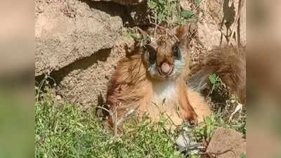 Woolly Squirrel: 70 सालों बाद उत्तराखंड में देखी गई दुर्लभ उड़ने वाली गिलहरी