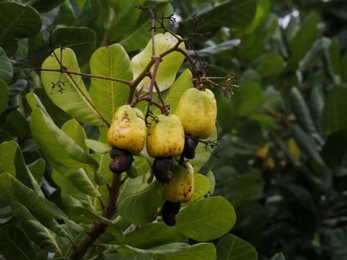 3 ವರ್ಷದಿಂದಲೇ ಇಳುವರಿ ಆರಂಭ