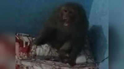 बागपत में यूं पकड़ा गया खतरनाक बंदर, कई लोगों को कर चुका था जख्मी