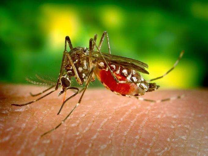 दिल्‍ली में इस साल डेंगू के केसेज में 91% का इजाफा
