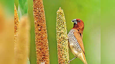 Tamilnadu: पक्षियों के चुगने के लिए आधा एकड़ जमीन पर जैविक खेती करता है यह किसान