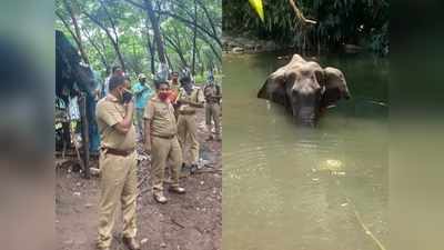 വായ തകര്‍ന്ന് ഗര്‍ഭിണിയായ കാട്ടാന ചരിഞ്ഞ സംഭവം: മുഖ്യപ്രതികള്‍ ഇപ്പോഴും വലയ്ക്ക് പുറത്ത്! അന്വേഷണ സംഘത്തിനെതിരെ ആരോപണം