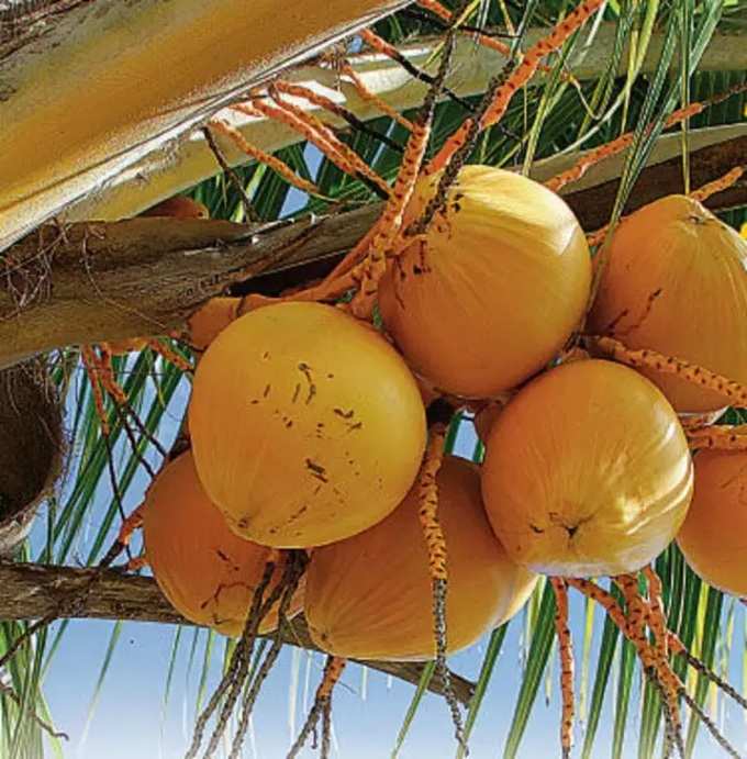 coconut-water