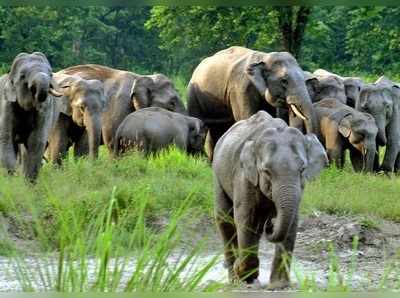 আকারে ছোটো হয়েও অন্যদের টেক্কা দিচ্ছে জলদাপাড়া