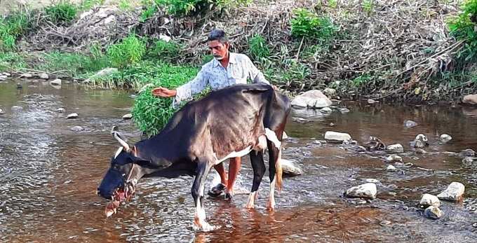 Injured cow after biting crude bomb