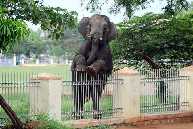 ಗಜ ಜಿಗಿತ ಅಂದ್ರೆ ಇದೆನಾ..!