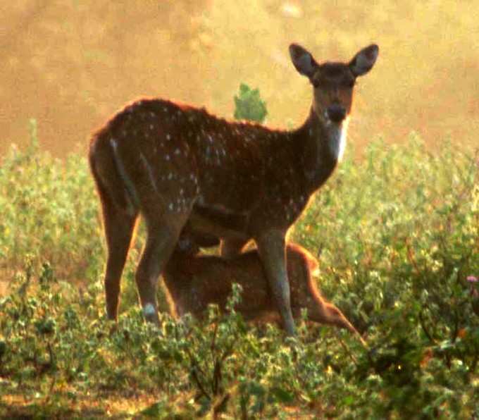 ಶುಭ ಬೆಳಗು