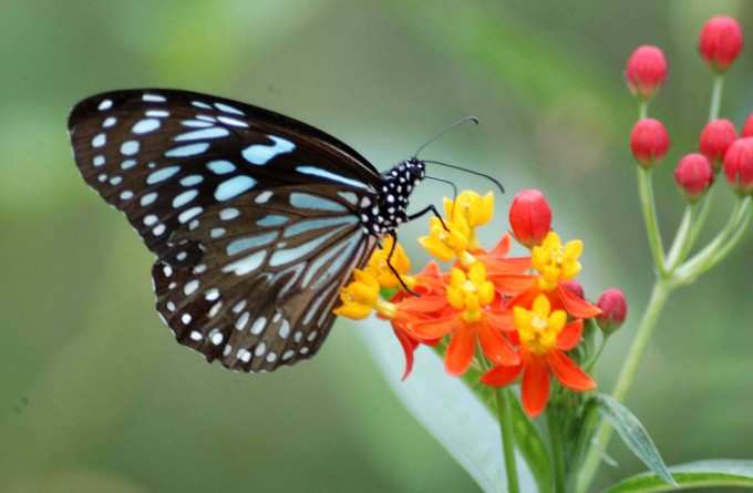 ಹೂಗೆ ಪತಂಗ ಚುಂಬನ