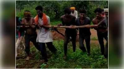 MP के Damoh में गरीबी की मार्मिक तस्वीरः बैल बनकर एक-दूसरे का खेत जोत रहे आदिवासी