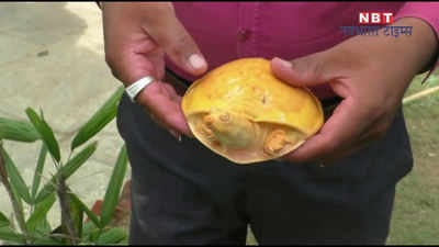 Amazing Yellow Turtle: दौसा में मिला अद्भुत पीला कछुआ, देखें- दुर्लभ जीव का खास VIDEO