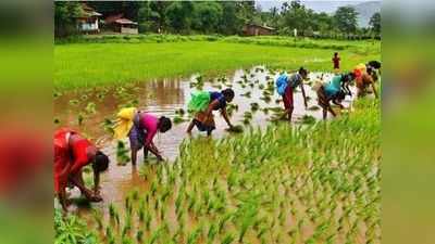 பயிர்களைத் தாக்காத கொரோனா நோய்... விவசாயிகள் மகிழ்ச்சி!