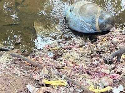 വര്‍ക്കലയിലെ ജലസ്രോതസുകളെ മലിനമാക്കി അറവുമാലിന്യം; നടപടിയെടുക്കാതെ നഗരസഭ