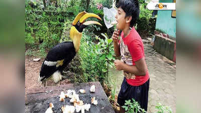 ভালোবাসার ধন! এই পরিবারের বন্ধু ধনেশ পাখির পছন্দ মাছভাজা...