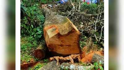 ഇടുക്കി മണിയാറൻകുടിയിൽ വനംകൊള്ള; വെട്ടി കടത്തുന്നത് ലക്ഷ കണക്കിന് രൂപയുടെ മരങ്ങള്‍!