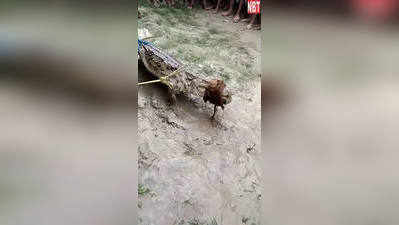 Chhapra News: बाढ़ के पानी में बहकर पहुंचा मगरमच्छ, देखिए फिर क्या हुआ?