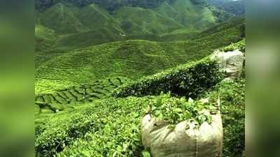 നിലപാടിലുറച്ച് തൊഴിലാളി സംഘടനകൾ; തോട്ടം തൊഴിലാളികളുടെ എക്‌സ്‌ഗ്രേഷ്യ ധനസഹായ വിതരണം അക്കൗണ്ട് വഴി നടന്നേക്കില്ല