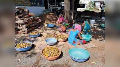 இஞ்சி, மஞ்சளுக்கு காப்புரிமை - ஒட்டுமொத்த கிராமத்தின் பெயரில் நிகழ்ந்த ஆச்சரியம்!