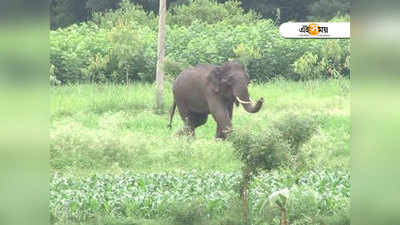 ফের লোকালয়ে হাতির হানা, ভাঙল কাঁচা বাড়ি-দোকান