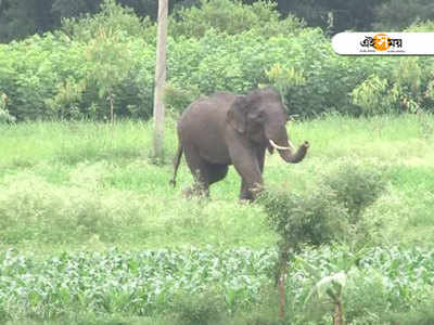 ফের লোকালয়ে হাতির হানা, ভাঙল কাঁচা বাড়ি-দোকান