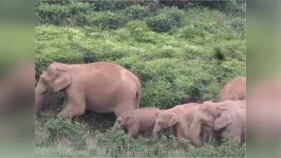 குடியிருப்பு பகுதிக்குள் நுழைந்த யானைகள்: வால்பாறை மக்கள் அச்சம்!