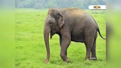 ডেটলাইন আলিপুরদুয়ার: হাতিদের চিরাচরিত পথ বিগড়ে যাওয়ায় বাড়ছে সংঘাত