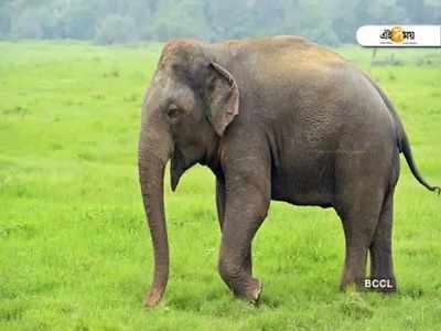 ডেটলাইন আলিপুরদুয়ার: হাতিদের চিরাচরিত পথ বিগড়ে যাওয়ায় বাড়ছে সংঘাত