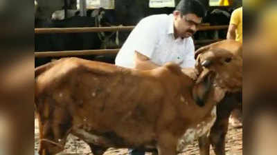 Jharkhand News: रोग प्रतिरोधक क्षमता बढ़ाने के लिए बढ़ी गीर गाय के दूध की मांग