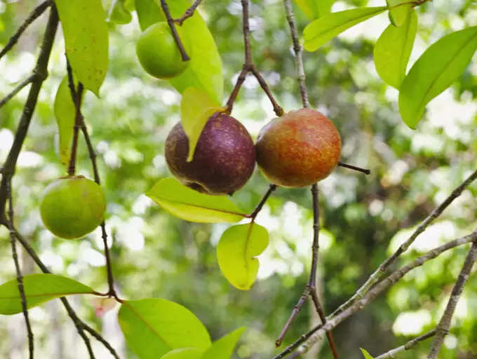 ​ಉತ್ತಮ ಜೀರ್ಣಕ್ರಿಯೆಗೆ ಸಹಾಯ