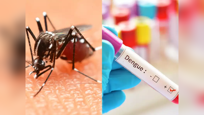 Dengue: डेंगू बुखार के खात्‍मे की दिशा में बड़ी सफलता, 77 फीसदी घट गया संक्रमण