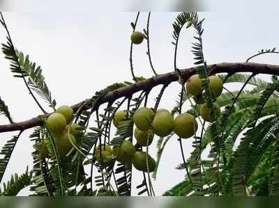 ಪ್ರೀತಿಯ ನೆಲ್ಲಿಕಾಯಿ ಮರಕ್ಕೆ ದುಷ್ಕರ್ಮಿಗಳ ಕಾಟ : ಬಾಲಕನ ದೂರಿಗೆ ಪೊಲೀಸರು ಮಾಡಿದ್ದೇನು ಗೊತ್ತಾ...?