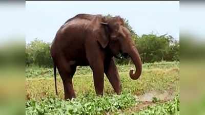 கோவை: அடிப்பட்ட யானை சுற்றிதிரியுது, வனத்துறை கடும் எச்சரிக்கை!