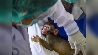 तो कोरोना वायरस वैक्सीन में देरी के संकेत? बंदरों की कमी से रिसर्च अटका