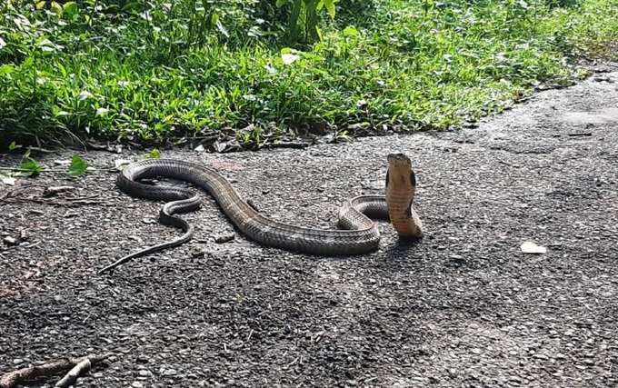 King Cobra