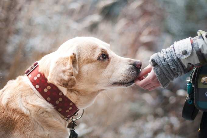 Give Food To Dogs