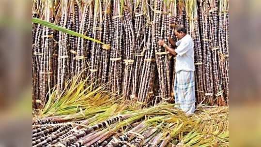 கொரோனா தொல்லை... ஆட்கள் இல்லை... கருகும் கரும்புகள்!