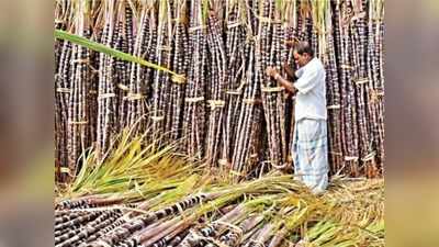 கொரோனா தொல்லை... ஆட்கள் இல்லை... கருகும் கரும்புகள்!