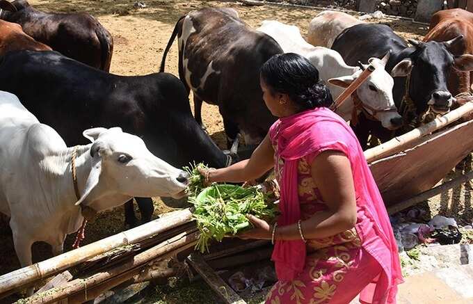 காமதேனு வழங்கும் அற்புத பொருள்