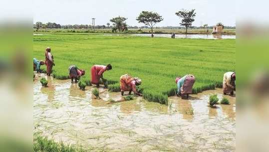 பயிர் விதைப்பில் சாதனை: விவசாயிகளுக்கு அரசு பாராட்டு!