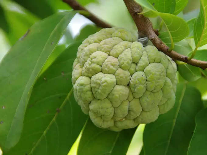 ​ಕರುಳಿನ ಆರೋಗ್ಯ ಕಾಪಾಡಲು