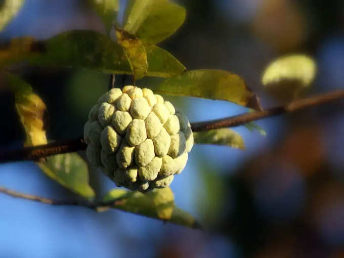 ​ದೇಹದ ಉಷ್ಣತೆ ಕಡಿಮೆ ಮಾಡುತ್ತದೆ