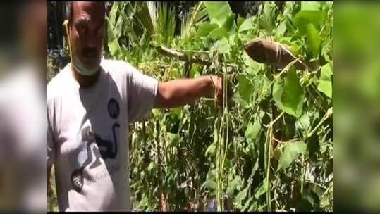 ஒரு ஏக்கர் நிலத்தில் உயிரூட்டும் காய்கறிகள், குமரி அரசு ஆசிரியர் அசத்தல்!