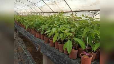 उत्‍तराखंड में बनेगा देश का पहला पौधों का क्‍वारंटीन सेंटर, विदेश से मंगाए पौधे पहले यहां रखने होंगे