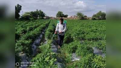 संततधार पावसाचा मिरचीवर परिणाम