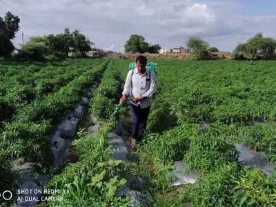 संततधार पावसाचा मिरचीवर परिणाम